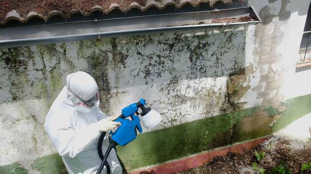 Top rated local Mold Remediation specialists in Warren, NJ